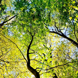 « L’arbre et la forêt dans l’imaginaire littéraire et pictural »