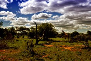 Poètes d&rsquo;Afrique