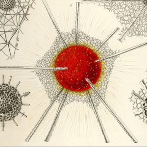 « Écrire le sensible, une écologie » #5