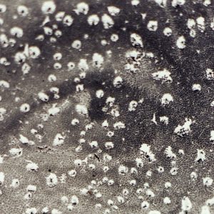Général Instin – « Présences »