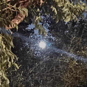 « Poétiques de résistance, la voix des femmes »