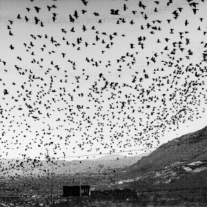 Les Entretiens de Po&sie : Résister en poèmes ? 